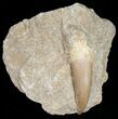 Plesiosaur Tooth In Matrix #11642-1